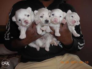 Pure white pomeranian puppies available