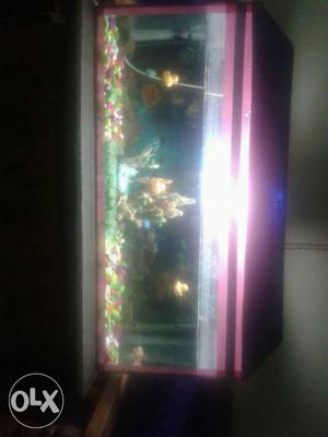 Purple Steel Frame Fish Tank