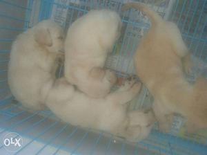 Quality Labrador puppies available at very