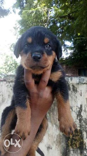 Quality Rottweiler puppies for sale male and