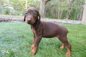 Quality heavy size Doberman puppies for sale male
