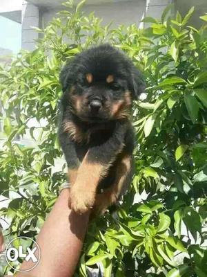 ROTTWEILER Champion line puppies available pure