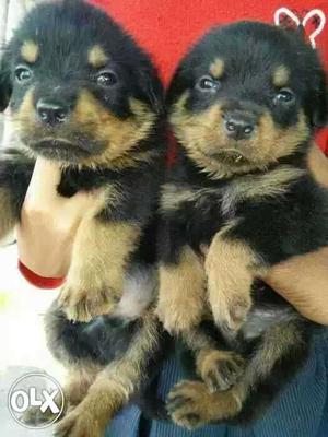 ROTTWEILER Puppies ready to sell