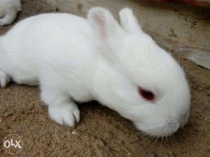 Rabbits for sale only 20 days old each 300