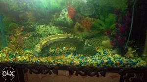 Rectangular Fish Tank With Pebbles Decor