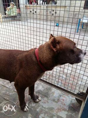 Red nose pitbul female age 1 year full vacaciens