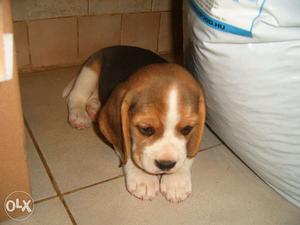 Rich quality beagle puppies avable pure breed import quality