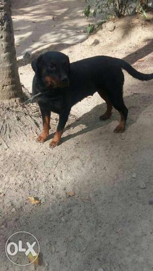 Rott female 1.5 year available