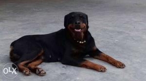 Rott female sell near heat