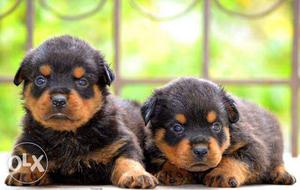 Rott pups available