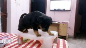Rott weiler pup for sale pure breed 2 months old