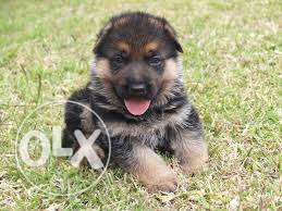 Rottweiler / German Shepherd Male/female Puppy Available