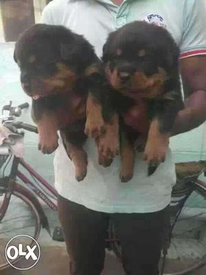 Rottweiler Puppies and all types of pets available