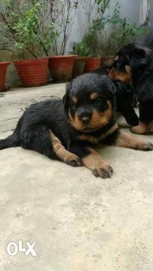 Rottweiler heavy Bone puppies available top