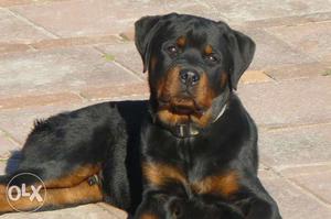 Rottweiler kci certified champion grandfather
