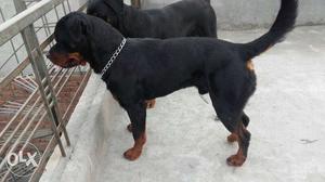 Rottweiler male dog. sale carnivaus line 13