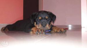 Rottweiler male puppy age 1 month pure