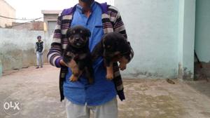 Rottweiler puppies at mr. dog pet shop gujar ki thadi