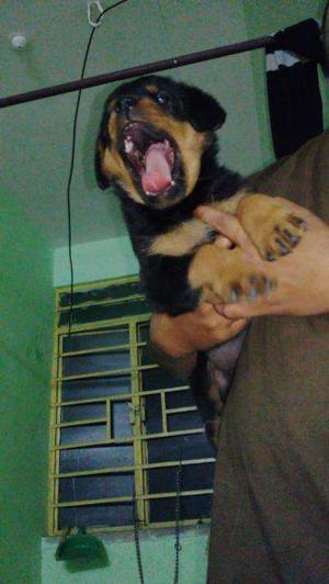 Rottweiler puppies available for sell