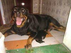 Rottweiler puppies for sale