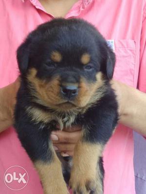 Rottweiler puppies for sale champion booldline heavy bone