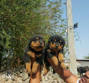 Rottweiler puppies heavy and healthy show quality