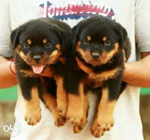 Rottweiler puppy male and female available