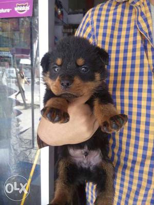 Rottweiler pups in ready stock