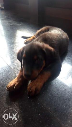 Rottwheiler puppy for sale. Male puppy