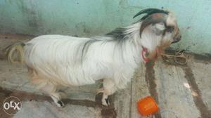 SHORT Goat breading male with full hair n perfect