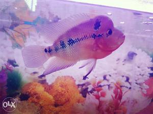 SRD Flowerhorn Fish