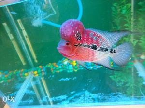 SRD Flowerhorn very big size and super active.