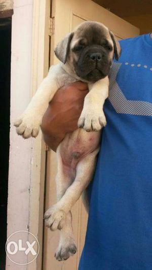 =STAR KENNEL= Imported linges BULL MASTIFF puppies good
