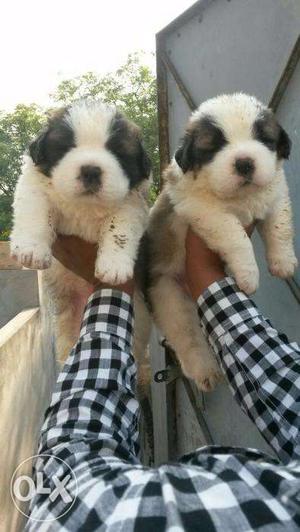 STAR KENNEL = Want to sell my St. Bernard (MALE) 1Month old