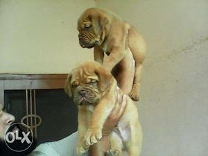 STAR KENNEL= french mastiff puppies available for sell