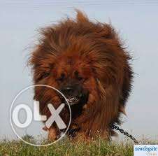 STAR KENNEL =tibetan mastiff for sell
