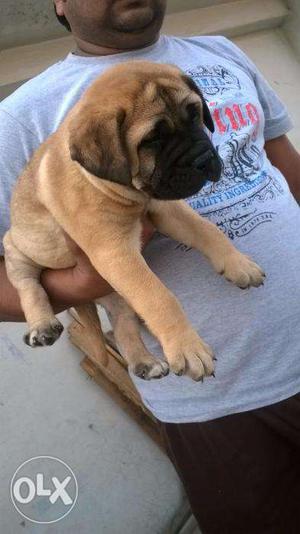 STAR KENNEL=We have all types of breed BULL MASTIFF for sel