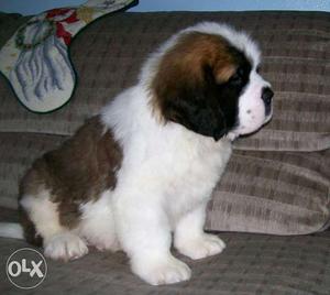 STAR KENNEL=We have all types of breed St.bernard for sel