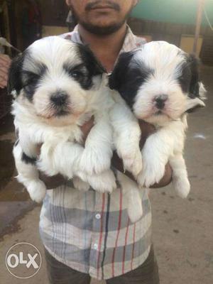 Saint Bernard attractive looking Puppies
