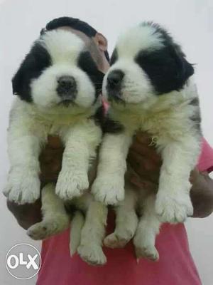 Saint Bernard heavy and healthy puppies show