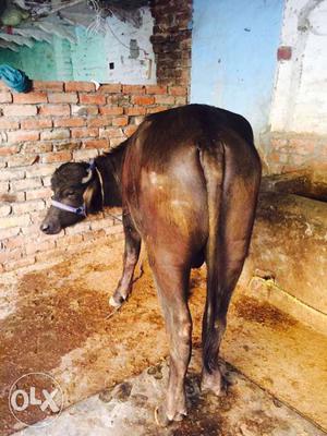 Sale murha bull 10 month old