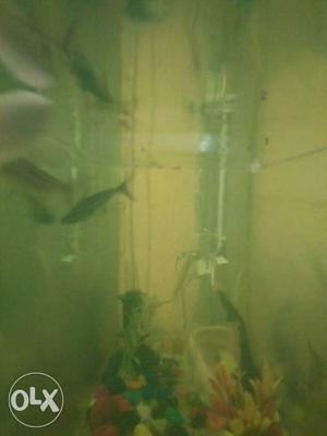 School Of Aquarium Fish