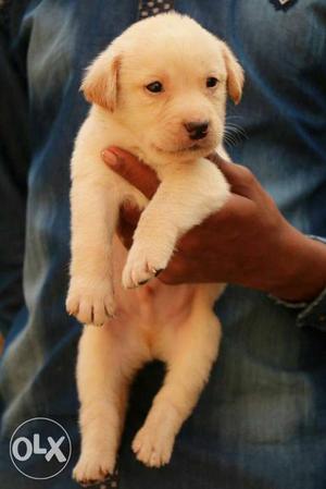 Select our best quality of Labrador pups available