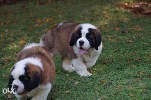 Sell in puppy top kennel [[sss]]-St bernard and tibetan