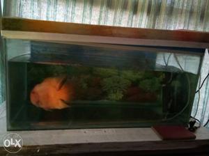 Sell this aquarium with 2 parot fish interested