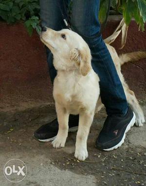 Selling golden retrieve 4month old