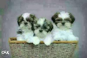 Shintzu beautiful Puppies available male 