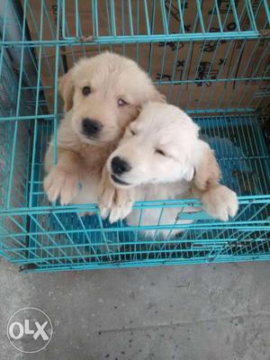 Short Coat Two Brown Puppies