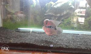 Shortbody flowerhorn at 