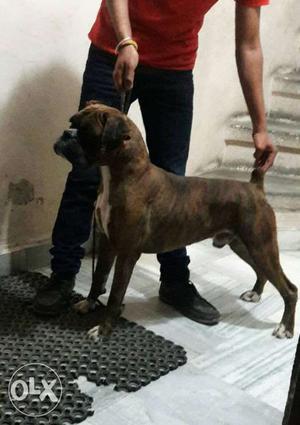 Show quality Boxer male for sale with paper.